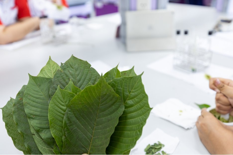 The Future of Kratom: Research Advancements & Potential Applications