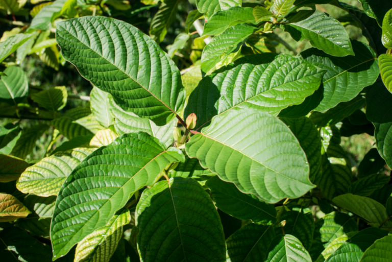 Green Kratom: Benefits, Legality & How to Spot Authentic Products