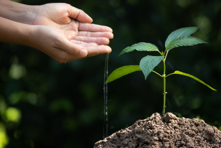 Indonesian Kratom: A Cultural Heritage Goes Global